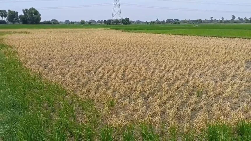 नालंदा: जमीनी विवाद में बदमाशों ने ढाई बीघा खेतों लगे धान की फसल में कीटनाशक दवाई डालकर किया बर्बाद 1