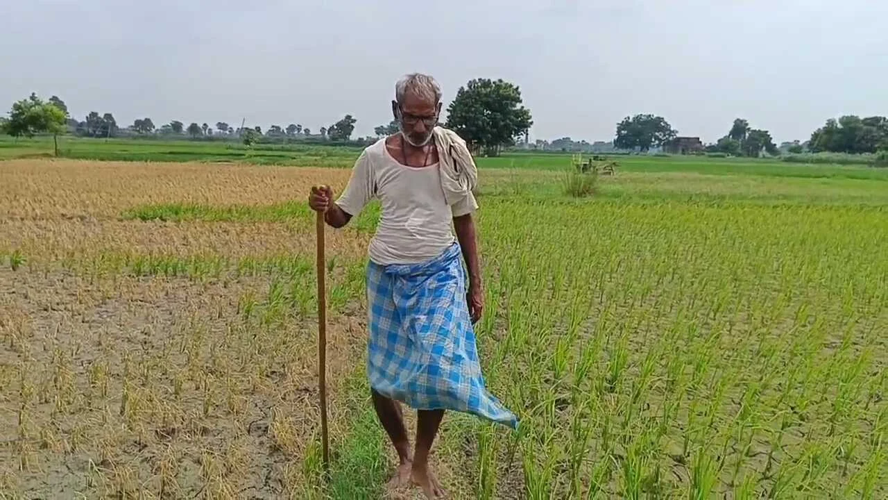 नालंदा: जमीनी विवाद में बदमाशों ने ढाई बीघा खेतों लगे धान की फसल में कीटनाशक दवाई डालकर किया बर्बाद 3