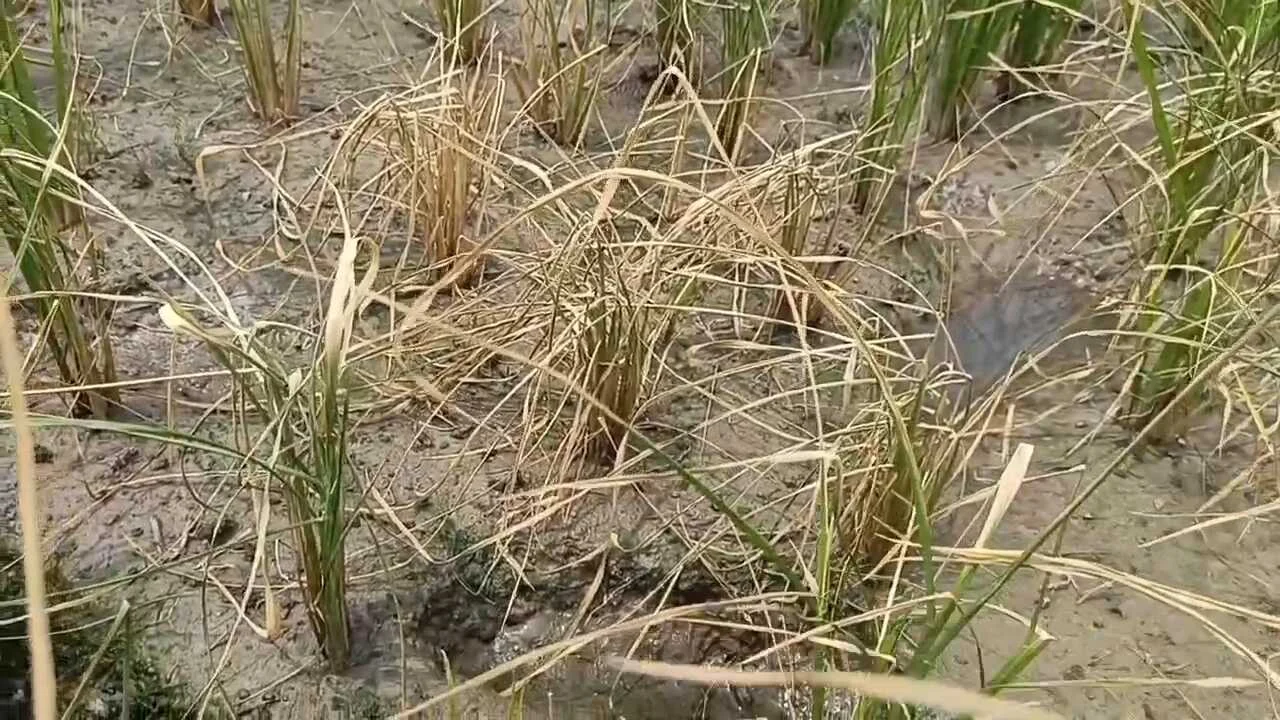 नालंदा: जमीनी विवाद में बदमाशों ने ढाई बीघा खेतों लगे धान की फसल में कीटनाशक दवाई डालकर किया बर्बाद 2