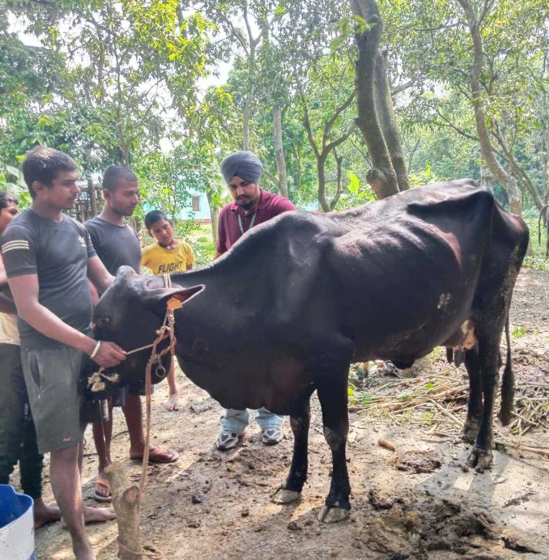 बछवाड़ा चलंत पशु चिकित्सा वाहन के द्वारा पशुओं को समय पर दिया जा रहा है चिकित्सीय सुविधा 2