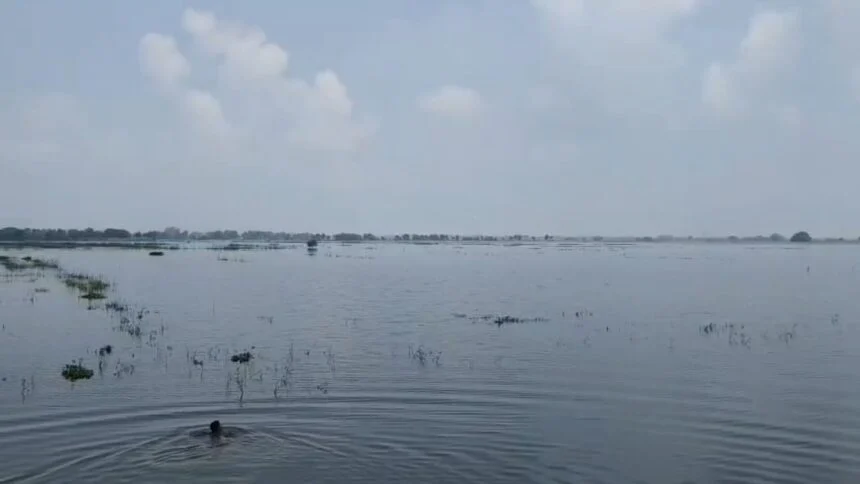 नालंदा में बारिश बनी आफत, हरनौत के पोआरी पंचायत में 500 बीघा धान की फसल जलमग्न 1