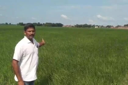 देश के प्रसिद्ध मोकरी के गोबिंद भोग चावल उपजाने वाले किसान यूरिया खाद के लिए हो रहे है परेशान 8