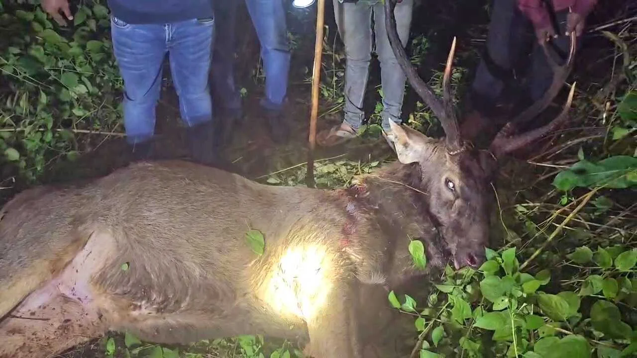 कैमुर: प्रतिबंधित ढाई कुंटल के सांबर की दो गोली मारकर हत्या,मांस बेचने की थी तैयारी, छापामारी में वन विभाग की टीम ने एक को दबोचा,5 फरार, 250 किलो वजन का है सांबर 2