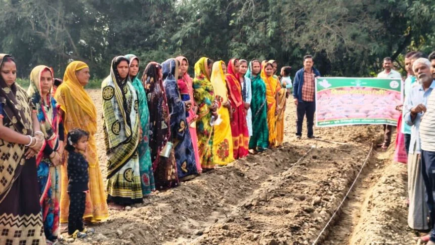 अब बरौनी में महकेगी स्ट्रॉबेरी की खुशबू, लगौली गाँव के किसानों ने सीखी खेती की नई तकनीक 1