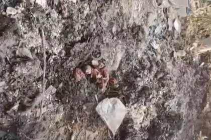 मानवता हुई शर्मसार: पटोरी में कूड़े के ढेर पर मिले दो नवजातों के अधजले शव, सीसीटीवी में कैद हुई हैवानियत 4