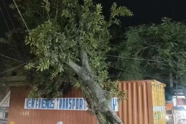 समस्तीपुर: मुसरीघरारी–पटोरी मुख्य सड़क पर बड़ा हादसा टला, जर्जर पाकड़ का पेड़ ट्रक पर गिरा, घंटों बाधित रहा यातायात 1