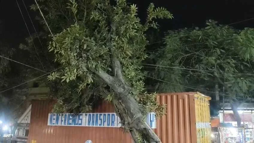 समस्तीपुर: मुसरीघरारी–पटोरी मुख्य सड़क पर बड़ा हादसा टला, जर्जर पाकड़ का पेड़ ट्रक पर गिरा, घंटों बाधित रहा यातायात 5