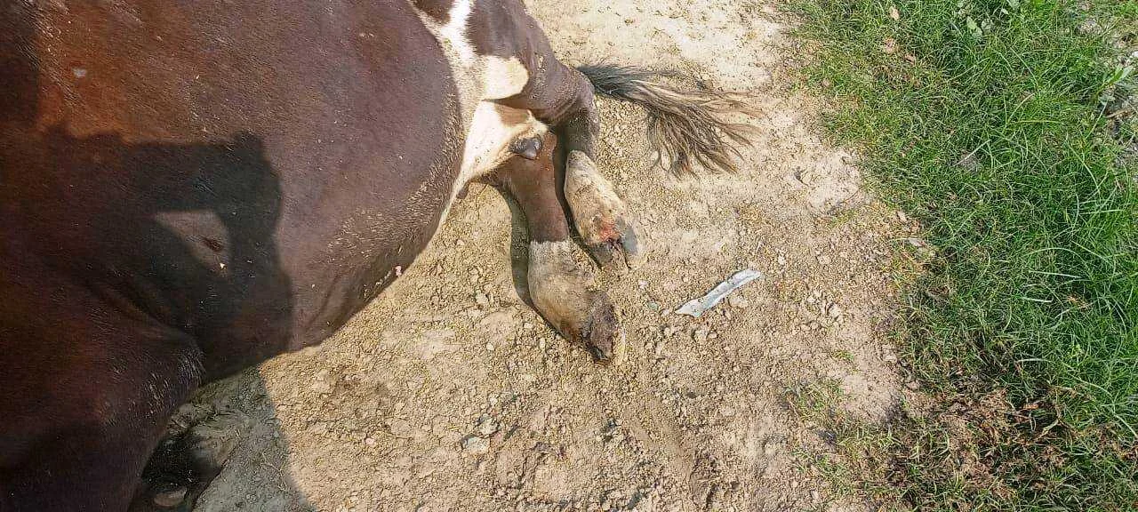 वीरपुर के किसानों पर दोहरी मार: खेत में नीलगाय का आतंक, तो बथान पशु में 'भंझा' रोग का कहर 2