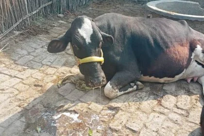 वीरपुर के किसानों पर दोहरी मार: खेत में नीलगाय का आतंक, तो बथान पशु में 'भंझा' रोग का कहर 25