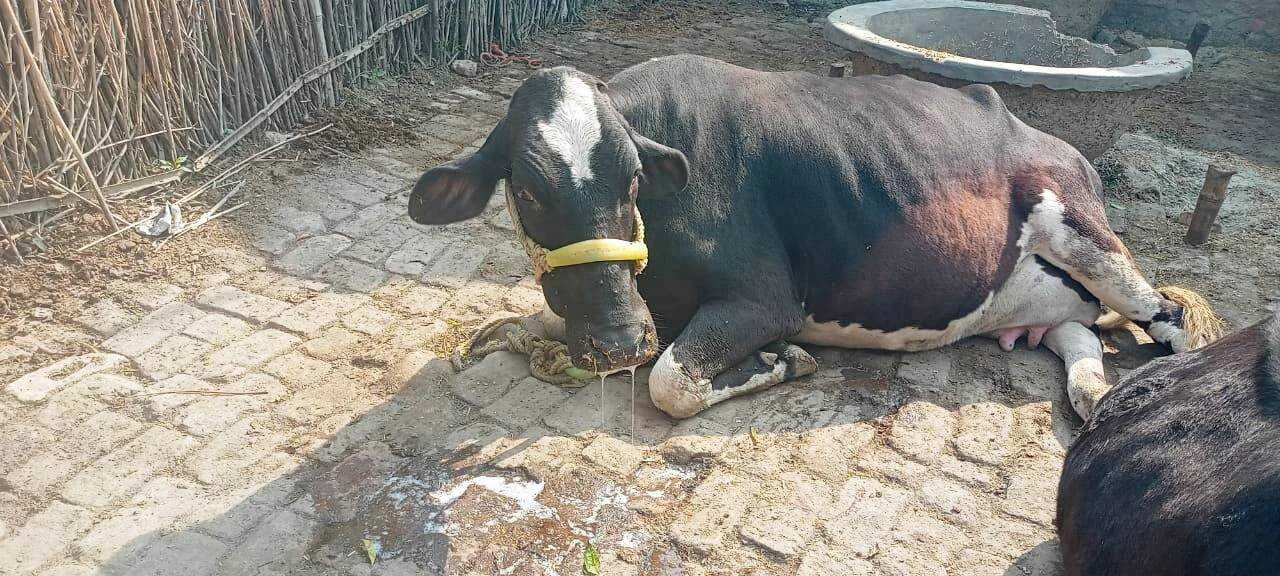 वीरपुर के किसानों पर दोहरी मार: खेत में नीलगाय का आतंक, तो बथान पशु में 'भंझा' रोग का कहर 3