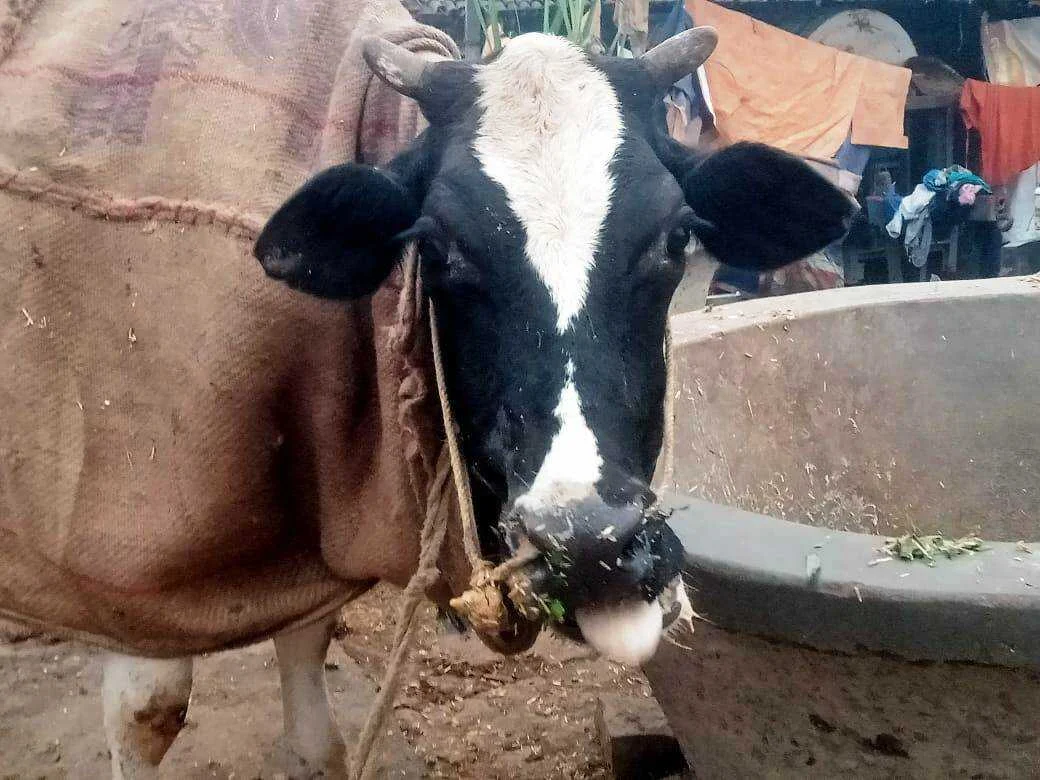 पशु महामारी से कराह रहे वीरपुर के किसान, जनप्रतिनिधि और अधिकारी मौन; कांग्रेस नेता ने सौंपा त्राहिमाम पत्र 2