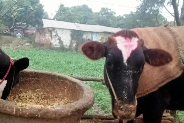 पशु महामारी से कराह रहे वीरपुर के किसान, जनप्रतिनिधि और अधिकारी मौन; कांग्रेस नेता ने सौंपा त्राहिमाम पत्र 1