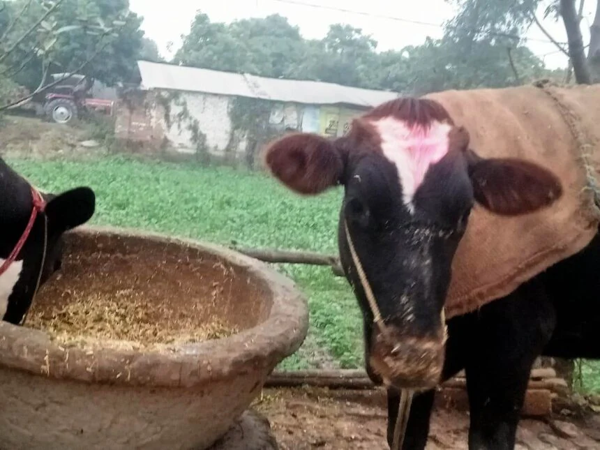 पशु महामारी से कराह रहे वीरपुर के किसान, जनप्रतिनिधि और अधिकारी मौन; कांग्रेस नेता ने सौंपा त्राहिमाम पत्र 1
