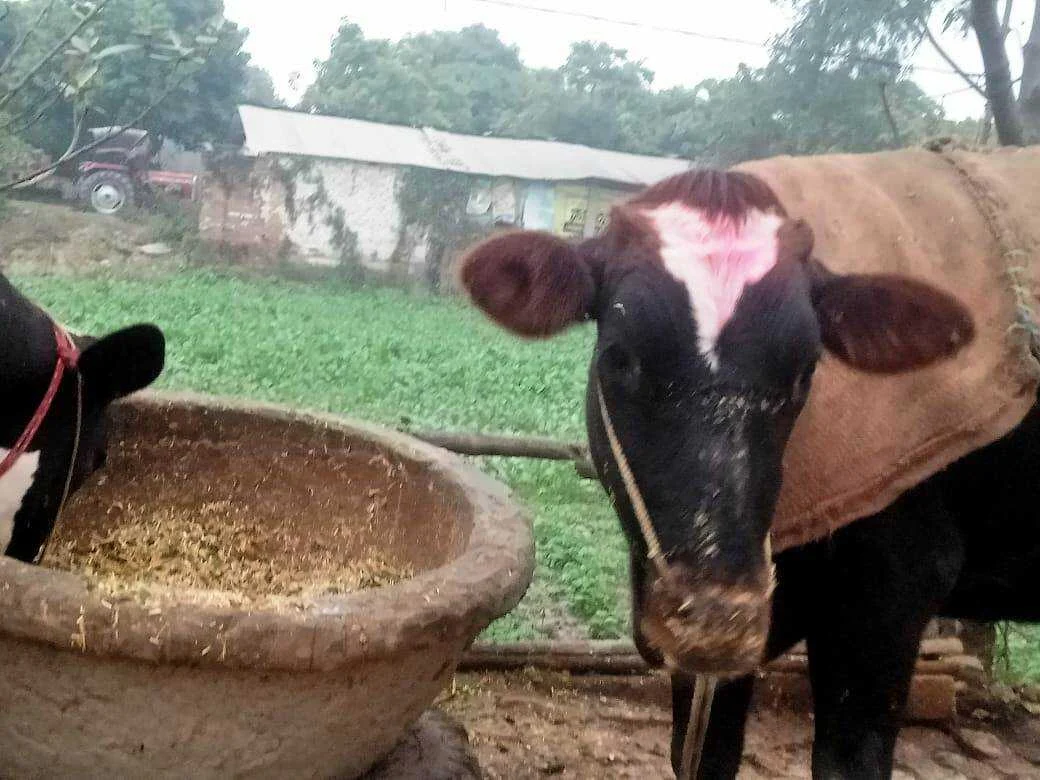 पशु महामारी से कराह रहे वीरपुर के किसान, जनप्रतिनिधि और अधिकारी मौन; कांग्रेस नेता ने सौंपा त्राहिमाम पत्र 11