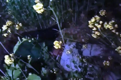 बेगूसराय में सनसनीखेज वारदात: मटिहानी में युवक की गला रेतकर निर्मम हत्या, सरसों के खेत में मिला शव 51