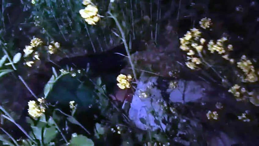 बेगूसराय में सनसनीखेज वारदात: मटिहानी में युवक की गला रेतकर निर्मम हत्या, सरसों के खेत में मिला शव 4