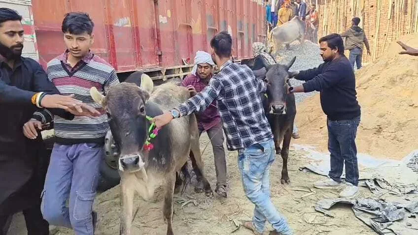 समस्तीपुर: बजरंग दल के कार्यकर्ताओं ने पकड़े गायों से लदे तीन ट्रक, दो उपचालक हिरासत में, चालक फरार 3