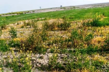 बछवाड़ा के चमथा दियारे में रंगदारी नहीं देने पर दबंगों ने रासायनिक  स्प्रे छिड़क कर किसान की 9 बीघा फसल किया नष्ट 17