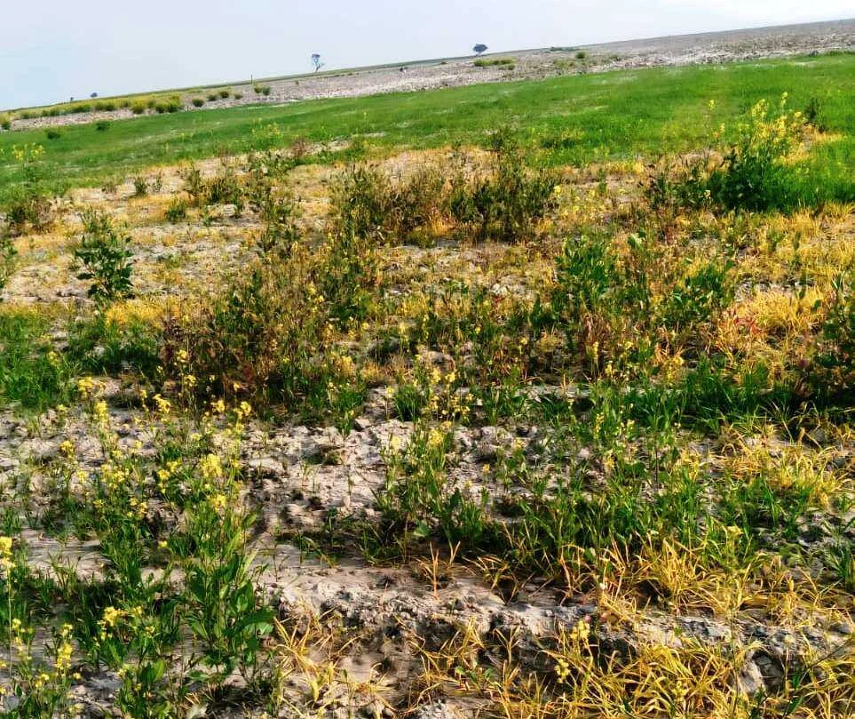 बछवाड़ा के चमथा दियारे में रंगदारी नहीं देने पर दबंगों ने रासायनिक  स्प्रे छिड़क कर किसान की 9 बीघा फसल किया नष्ट 4