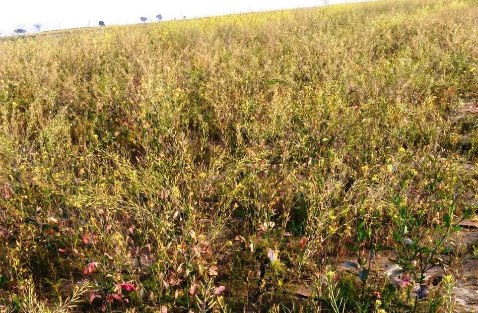 बछवाड़ा के चमथा दियारे में रंगदारी नहीं देने पर दबंगों ने रासायनिक  स्प्रे छिड़क कर किसान की 9 बीघा फसल किया नष्ट 3