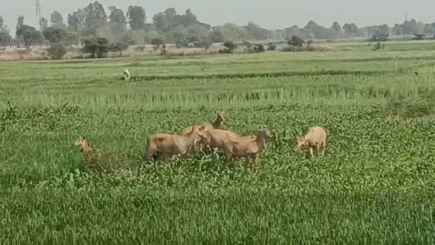 नालंदा: चंडी प्रखंड के बढौना पंचायत में घोड़परास का आतंक, 25 नीलगाय ढेर, किसानों ने ली राहत की सांस 3