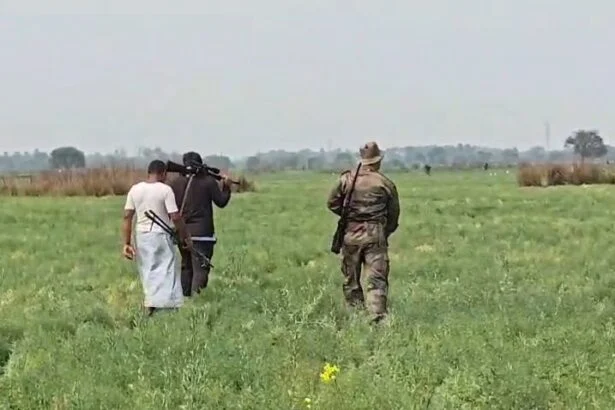 नालंदा: चंडी प्रखंड के बढौना पंचायत में घोड़परास का आतंक, 25 नीलगाय ढेर, किसानों ने ली राहत की सांस 1