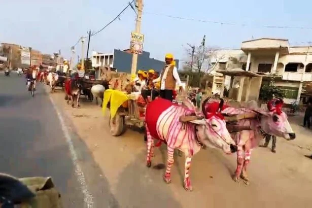 समस्तीपुर में दिखी 80 के दशक की झलक: महंगी कारों को छोड़ 35 बैलगाड़ियों पर निकली बारात, देखने के लिए उमड़ी भीड़ 1