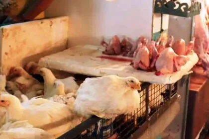 समस्तीपुर में अवैध मांस-मछली की दुकानों पर चलेगा डंडा, नगर आयुक्त को सख्त निर्देश, बिना लाइसेंस वाली दुकानें होंगी बंद 18