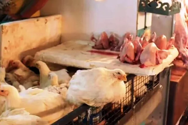 समस्तीपुर में अवैध मांस-मछली की दुकानों पर चलेगा डंडा, नगर आयुक्त को सख्त निर्देश, बिना लाइसेंस वाली दुकानें होंगी बंद 1