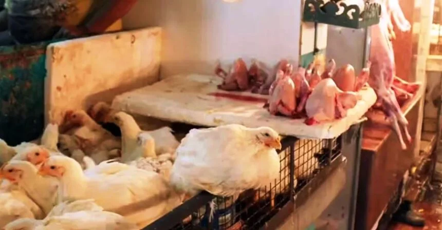 समस्तीपुर में अवैध मांस-मछली की दुकानों पर चलेगा डंडा, नगर आयुक्त को सख्त निर्देश, बिना लाइसेंस वाली दुकानें होंगी बंद 1