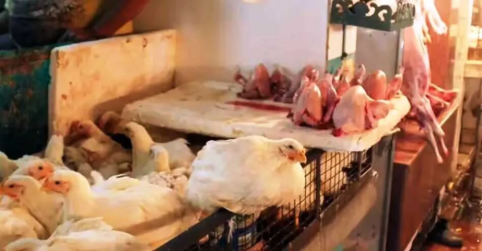 समस्तीपुर में अवैध मांस-मछली की दुकानों पर चलेगा डंडा, नगर आयुक्त को सख्त निर्देश, बिना लाइसेंस वाली दुकानें होंगी बंद 8