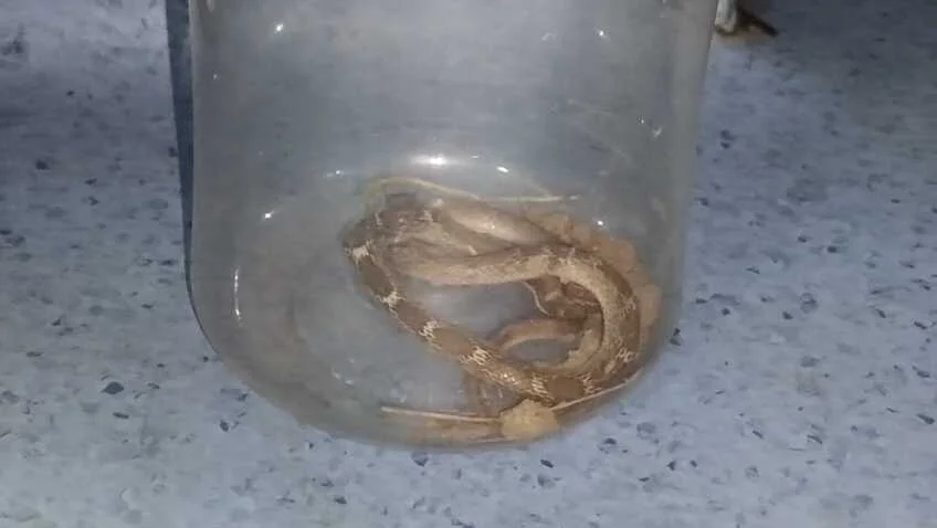 नालंदा: जूते में बैठा था सांप, सिपाही को डंसा तो सांप को डिब्बे में भरकर पहुंचे अस्पताल, मची अफरा-तफरी 2