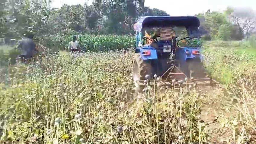 नालंदा: एक्साइज और पुलिस की संयुक्त करवाई, परवलपुर में 10 कट्ठा अफीम की खेती पर चला ट्रैक्टर; 7 पर प्राथमिकी दर्ज 3
