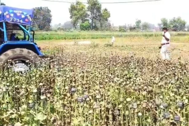 नालंदा: एक्साइज और पुलिस की संयुक्त करवाई, परवलपुर में 10 कट्ठा अफीम की खेती पर चला ट्रैक्टर; 7 पर प्राथमिकी दर्ज 1