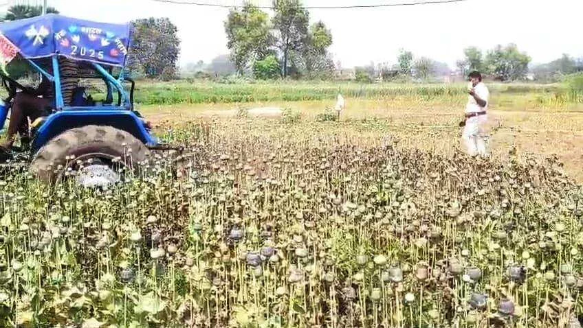नालंदा: एक्साइज और पुलिस की संयुक्त करवाई, परवलपुर में 10 कट्ठा अफीम की खेती पर चला ट्रैक्टर; 7 पर प्राथमिकी दर्ज 5