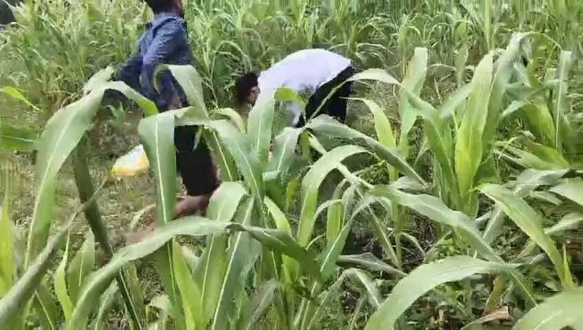 समस्तीपुर: मक्के के खेत में युवक के साथ अमानवीय व्यवहार, पिस्टल की नोंक पर लात-घूंसों से पिटाई का वीडियो वायरल 2