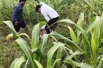 समस्तीपुर: मक्के के खेत में युवक के साथ अमानवीय व्यवहार, पिस्टल की नोंक पर लात-घूंसों से पिटाई का वीडियो वायरल 2