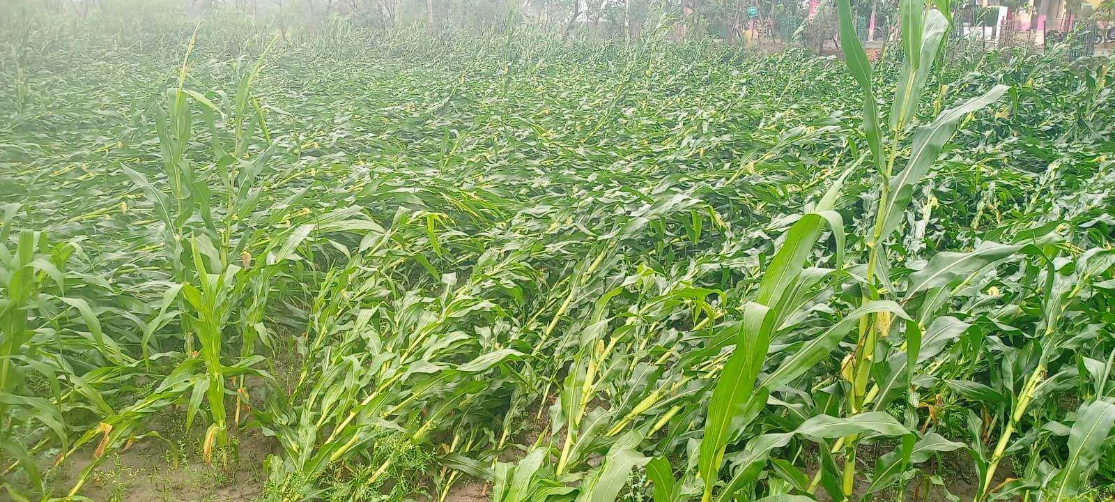 बेमौसम बारिश और आंधी ने तोड़ी किसानों की कमर, बेटियों की शादी और भविष्य की चिंता में डूबे अन्नदाता 2