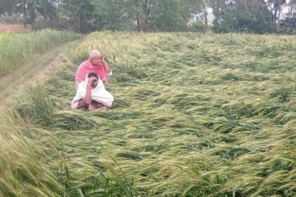 बेमौसम बारिश और आंधी ने तोड़ी किसानों की कमर, बेटियों की शादी और भविष्य की चिंता में डूबे अन्नदाता 19