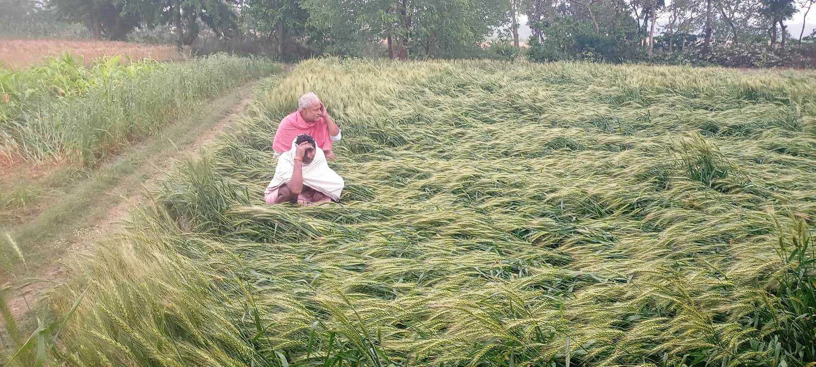 बेमौसम बारिश और आंधी ने तोड़ी किसानों की कमर, बेटियों की शादी और भविष्य की चिंता में डूबे अन्नदाता 6
