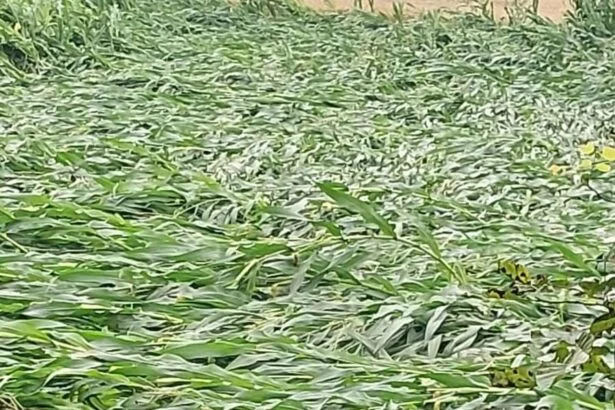 बेमौसम बारिश से रबी फसलों को भारी नुकसान, पेड़ गिरने से बिजली व्यवस्था ठप 3