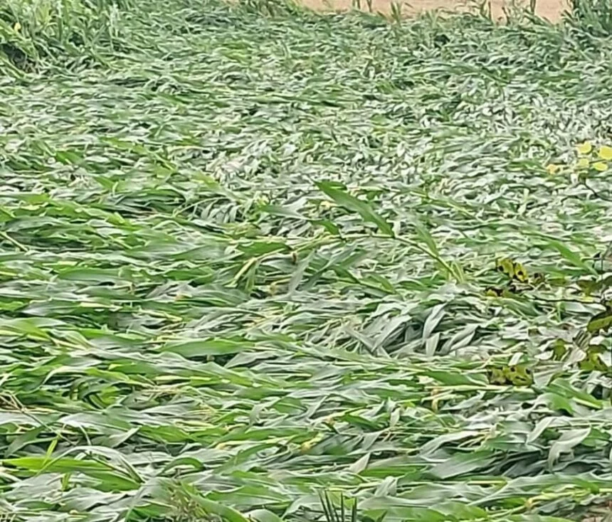 बेमौसम बारिश से रबी फसलों को भारी नुकसान, पेड़ गिरने से बिजली व्यवस्था ठप 1