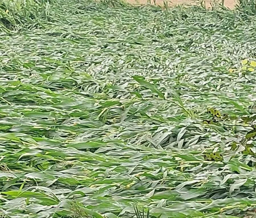 बेमौसम बारिश से रबी फसलों को भारी नुकसान, पेड़ गिरने से बिजली व्यवस्था ठप 10