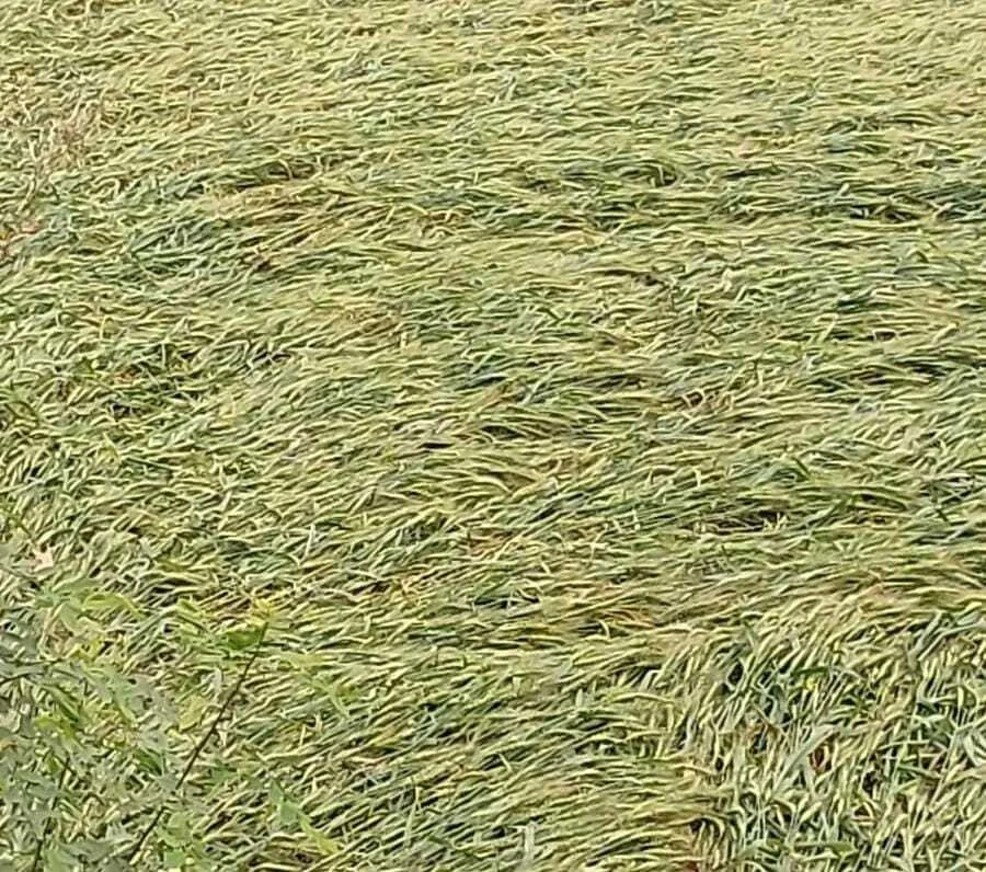 बेमौसम बारिश से रबी फसलों को भारी नुकसान, पेड़ गिरने से बिजली व्यवस्था ठप 2