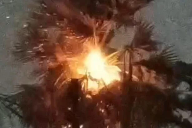 नालंदा में मौसम ने ली करवट, आंधी-बारिश के बीच वज्रपात से हड़कंप, सिपाह गांव में तार के पेड़ पर हुआ जोरदार वज्रपात, एक घायल 5