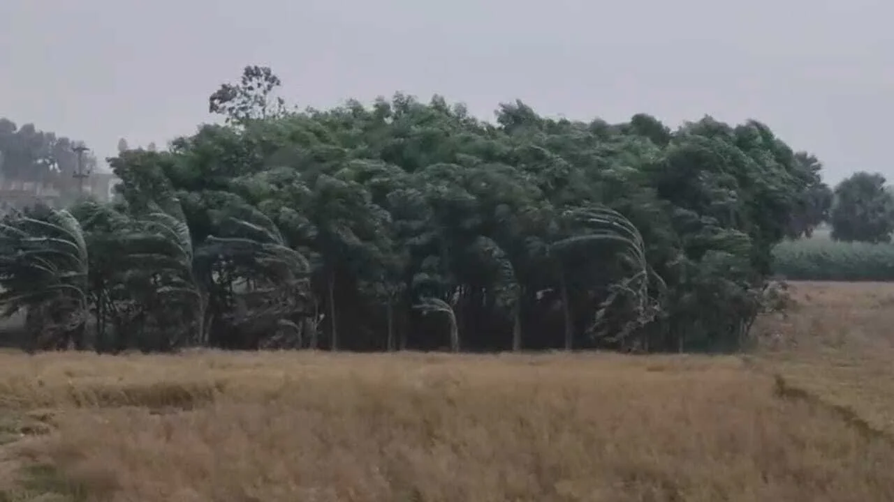 नालंदा में मौसम ने ली करवट, आंधी-बारिश के बीच वज्रपात से हड़कंप, सिपाह गांव में तार के पेड़ पर हुआ जोरदार वज्रपात, एक घायल 2