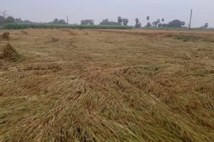 बेमौसम बारिश और तेज हवा ने किसानों की कमर तोड़ी; गेहूं-मक्का की फसलें बर्बाद, मुआवजे की मांग तेज 16