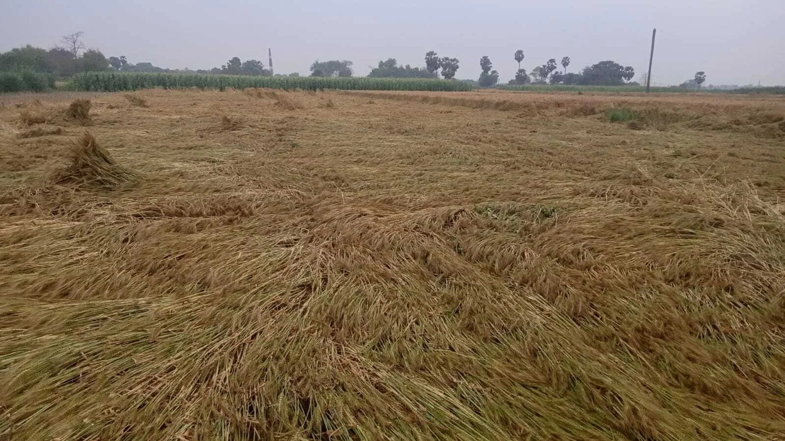 बेमौसम बारिश और तेज हवा ने किसानों की कमर तोड़ी; गेहूं-मक्का की फसलें बर्बाद, मुआवजे की मांग तेज 6