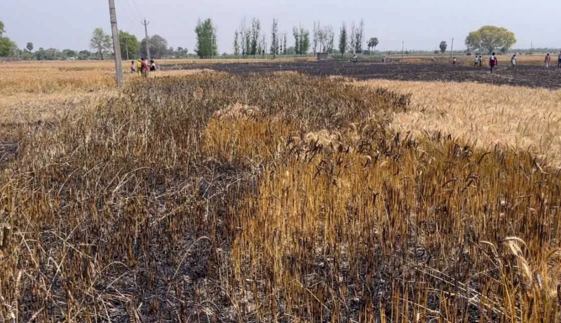 भगवानपुर में बिजली शॉर्ट सर्किट से तबाही: दरोगी, रामदास और संजीत समेत दर्जनों किसानों की फसलें जलकर हुईं खाक 2