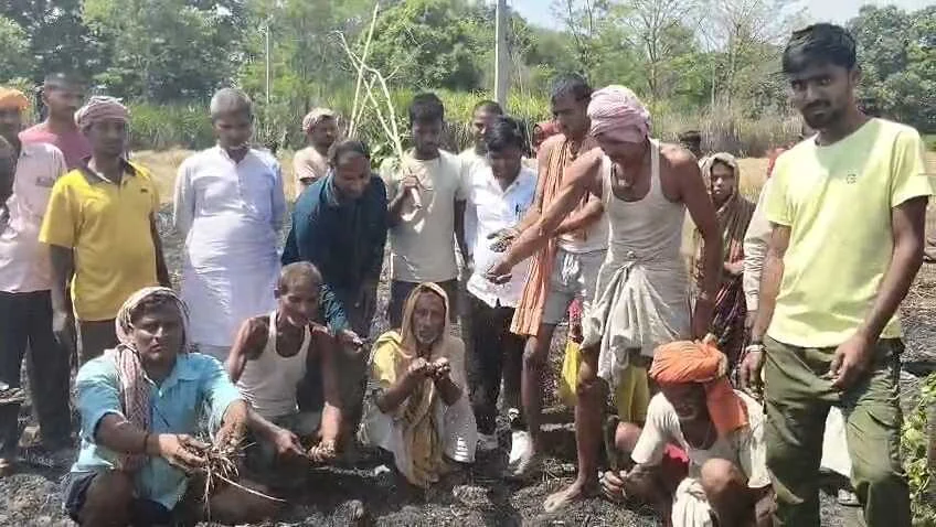बेगूसराय में बिजली विभाग की लापरवाही,शॉर्ट सर्किट से 30 बीघा गेहूं की फसल राख, किसान बेहाल 2